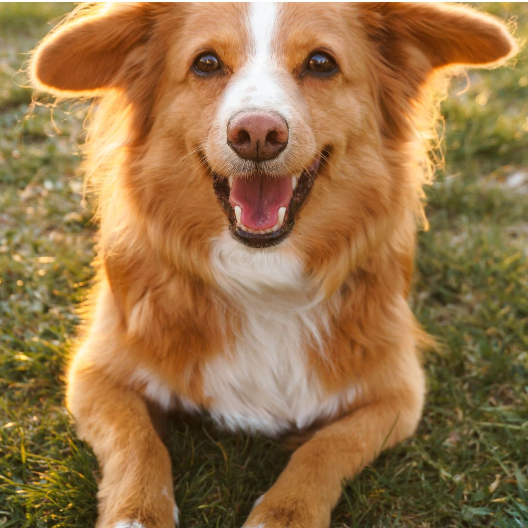 xr:d:DAFDJ3cvS0w:2580,j:1730932714445264982,t:24041118